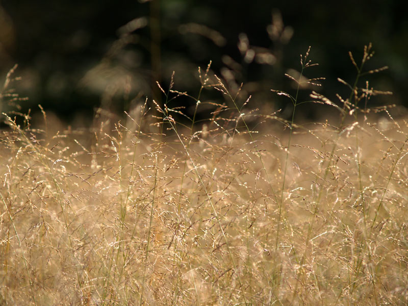 Grasses in Light