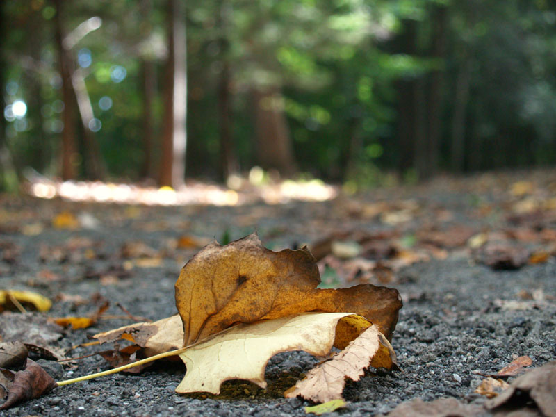 The Forest for the Leaves